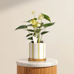 Greenish Yellow Anthurium Plant
