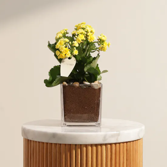 Shiny Yellow Kalanchoe Plant Vase