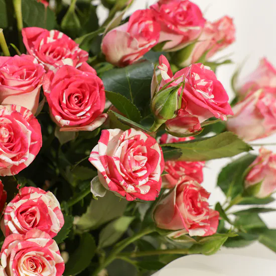 Soft Elegance Bouquet