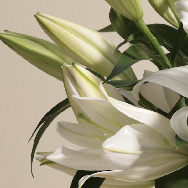 Whispering White Lilies Bouquet | 5 Flowers