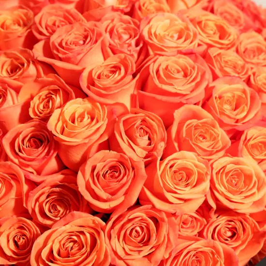 Orange Roses Bouquet | 250 Flowers
