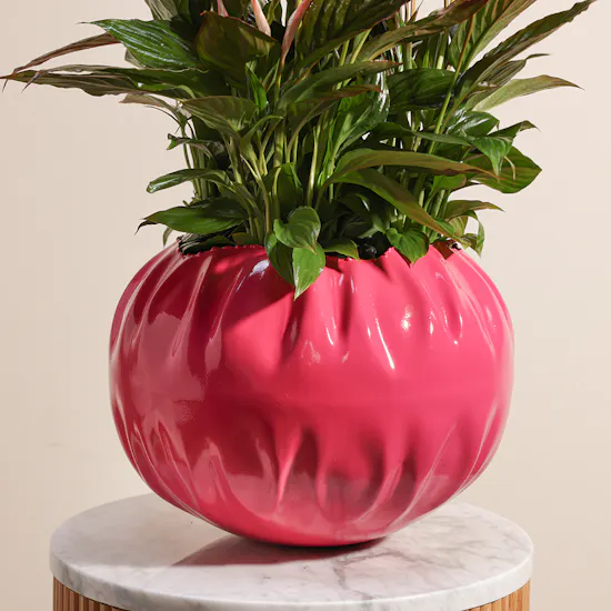 Spathiphyllum Pink