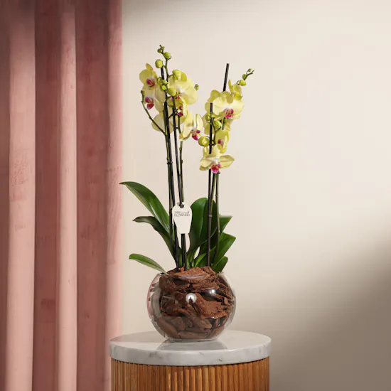 Yellow Orchid Plant