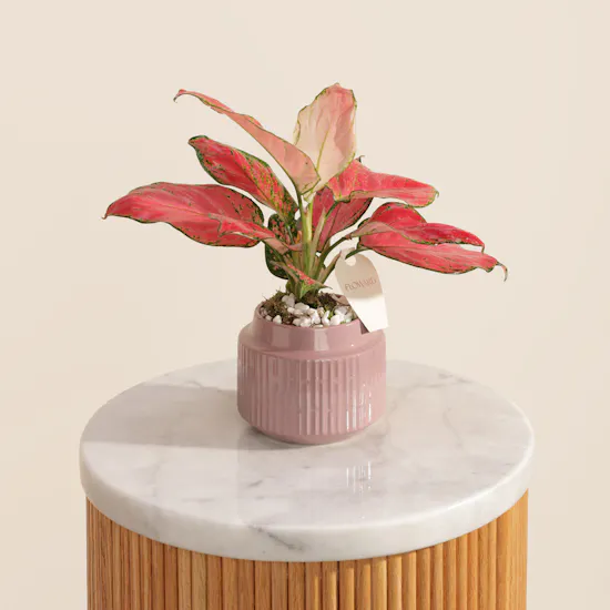 Red Joy Aglaonema Plant