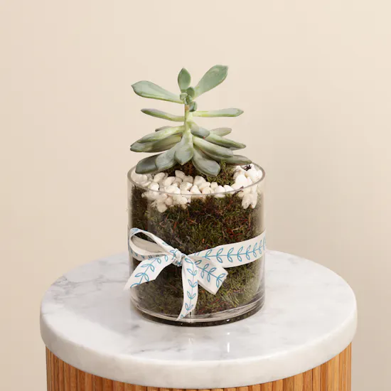 Green Echeveria Plant | Welcome Home Balloon