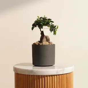 Emerald Serenity Ficus Ginseng