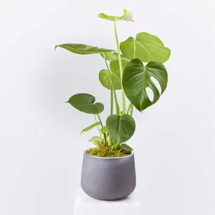 Cheese Plant 