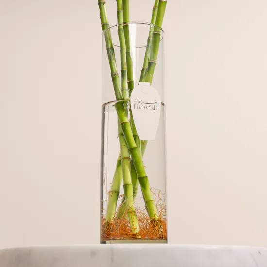 Bamboo Plant Vase | 5 Lucky Bamboo