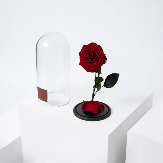 Preserved Rose | Glass Dome