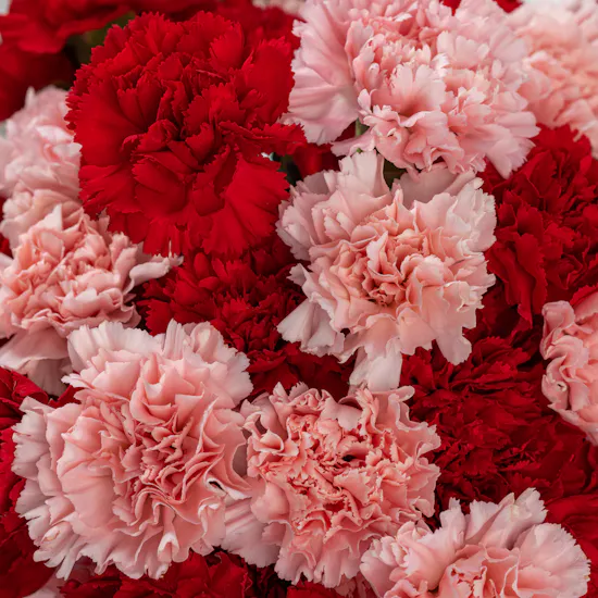 Blushing Ruby | Carnations Vase