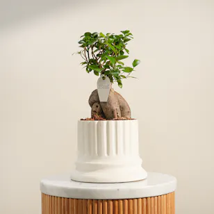 Bonsai Crafted by Nature Plant