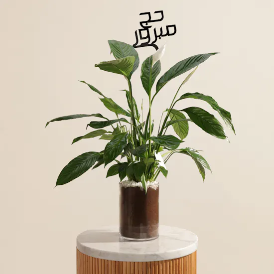 Blessed Hajj Peace Lily Plant