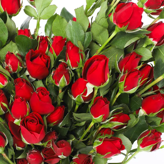 Heart Shaped | Red Roses