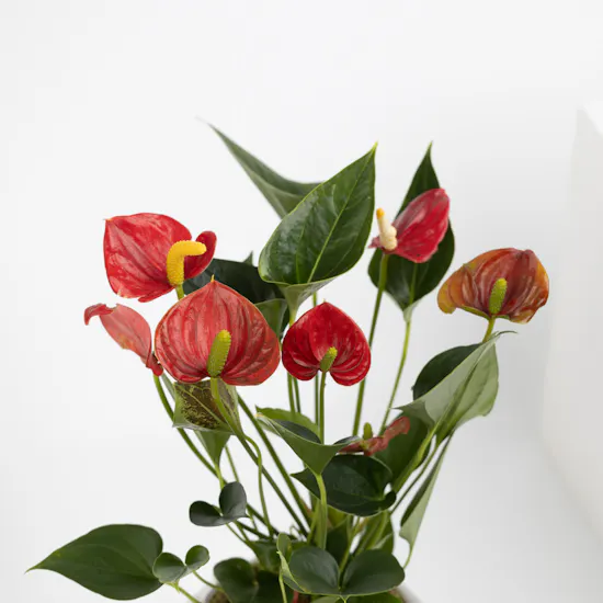 Anthurium Summer Love Plant