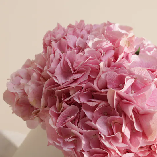 Pink Melody Hydrangea Box | 8 Flowers