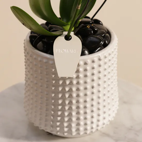 Elegance White Zigzag Shaped Phalaenopsis Plant