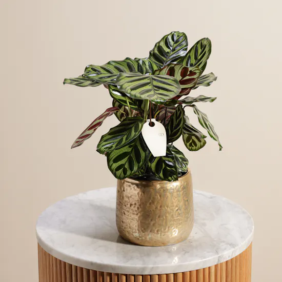 نبات كالاتيا ماكويانا الأنيق