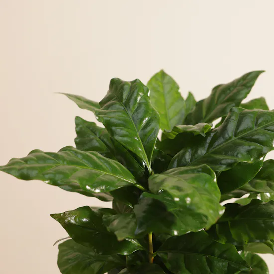 Saudi Artisanal Company Luxurious Diriyah Cups | Lush Plant