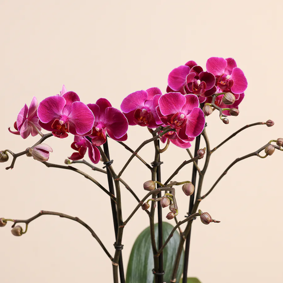 Purple Princess Orchid  5