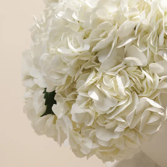 Magical White Hydrangea Box | 8 Flowers