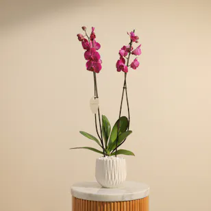 Fancy Purple Orchid Plant