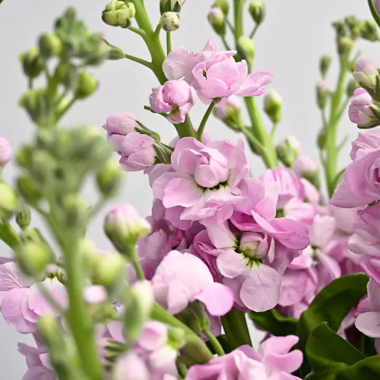 Pink Matthiola | Square Vase