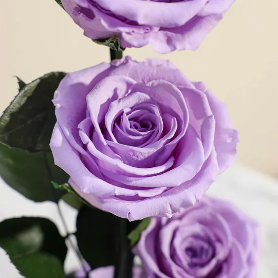 Light Purple Preserved Roses Dome