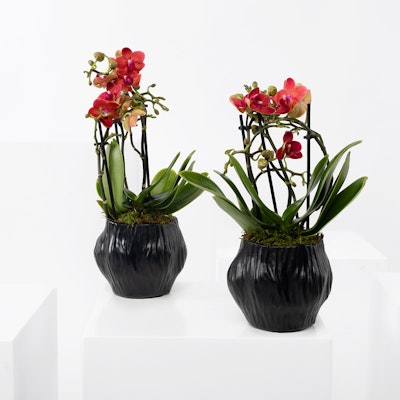 Luxury Twins Orchid