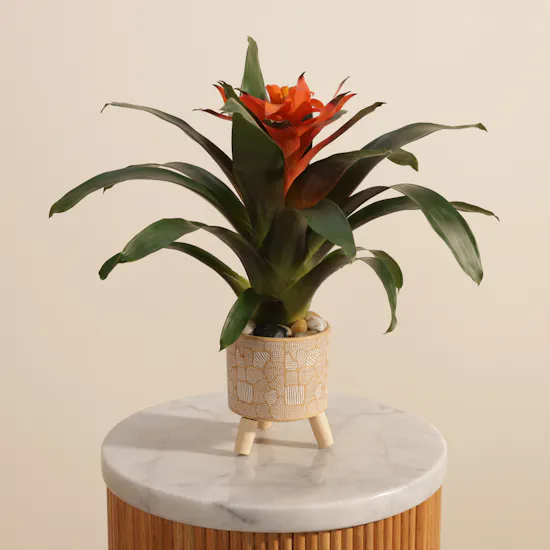 Joyful Orange Guzmania Plant