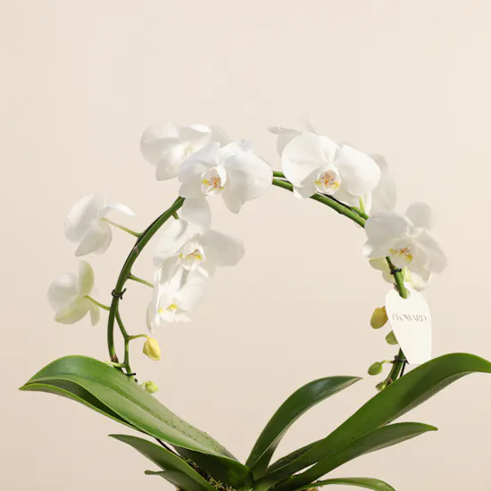 Artistic White Infinity Circle Phalaenopsis Plant