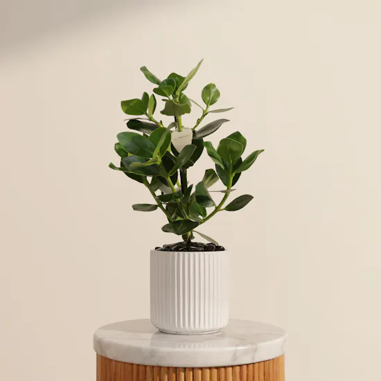 Shiny Green Clusia Rosea Princess Plant
