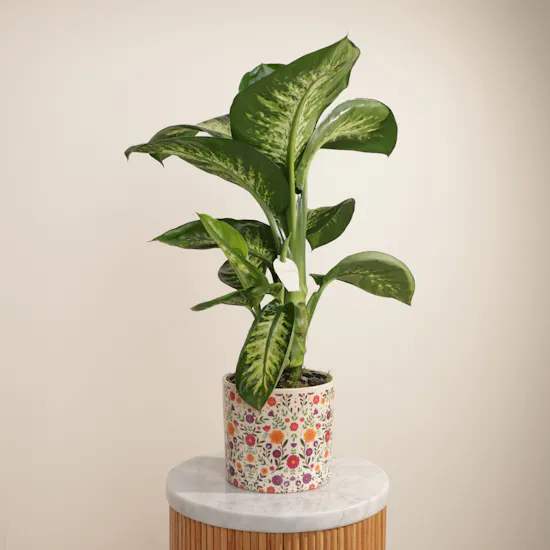 Big Green Dieffenbachia Plant