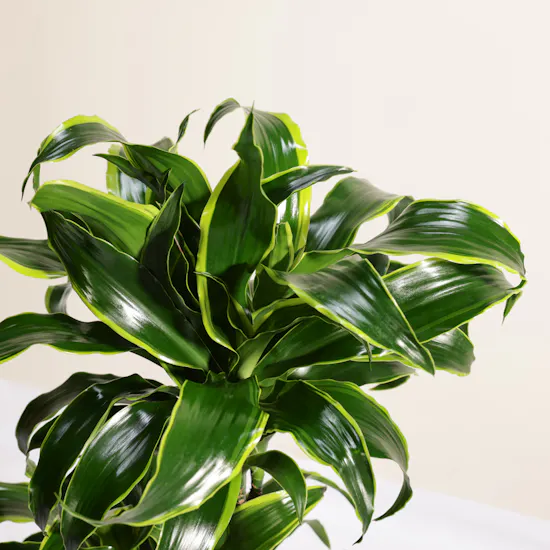 Genlte Dracaena Dorado Plant