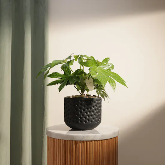 Light Fatsia Japonica Spiderweb Plant