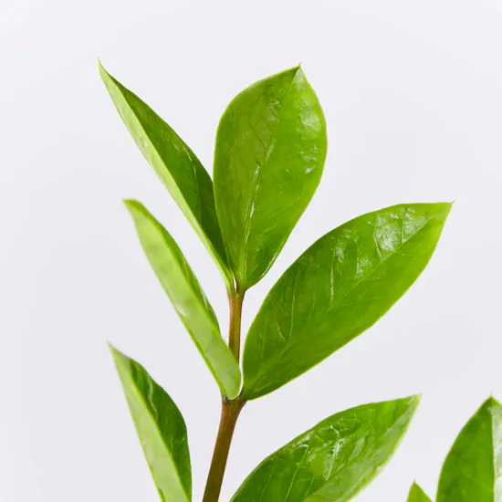 ZZ Plant