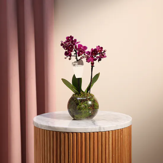 Purple Little Orchid