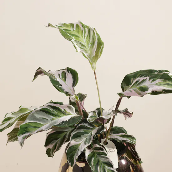 Mesmerizing Calathea Stella Plant