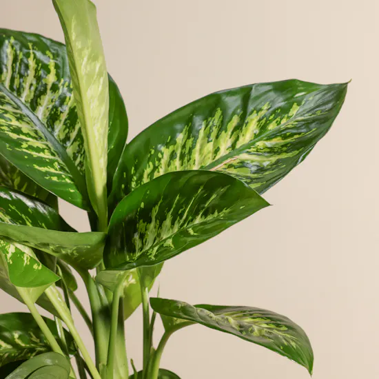 Blush Elegance Dieffenbachia Plant