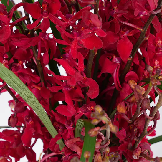 Keramos Studio Vase | Delight Blooms