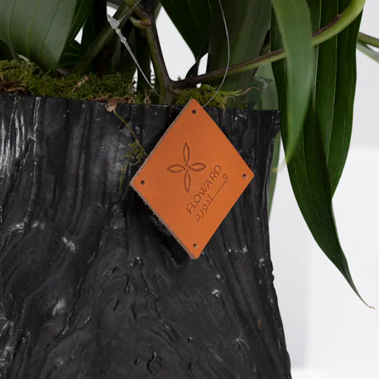 Tree of Lilly