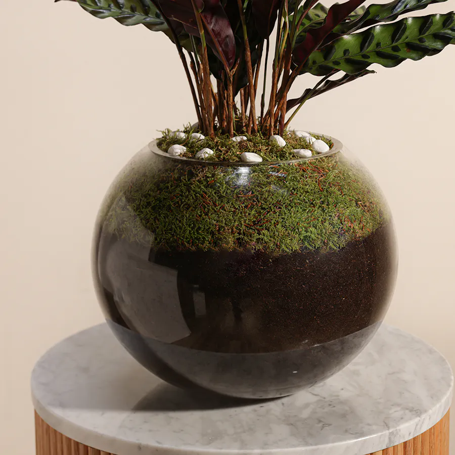 Calathea Lancifolia  4