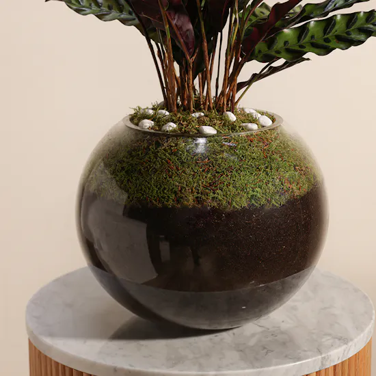 Calathea Lancifolia