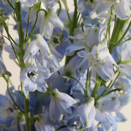 Light Blue Delphinium Vase