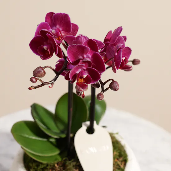 Velvet Small Purple Phalaenopsis Orchid Plant