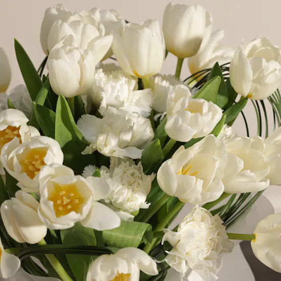 Lovely White Tulips