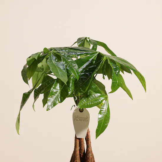 Pachira Aquatica