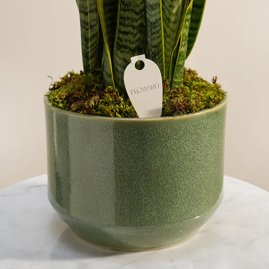 Fresh Sansevieria Laurentii Plant