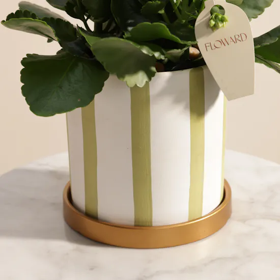 Charming White Kalanchoe Plant