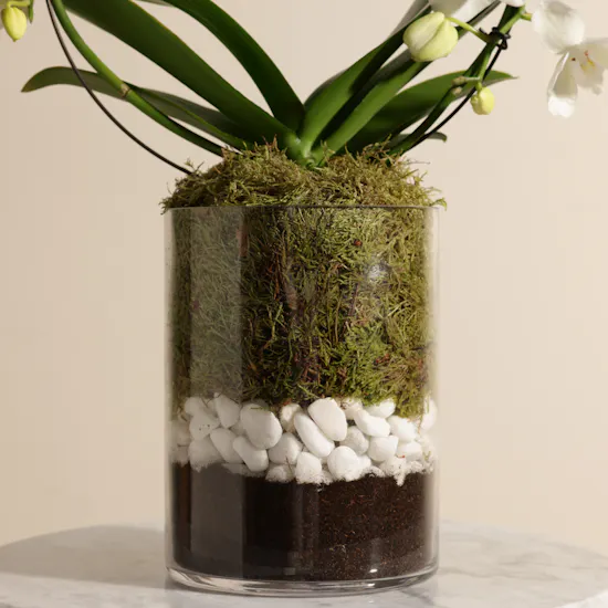 Elegant Birthday Phalaenopsis Plant