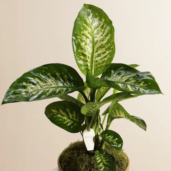 Green Dieffenbachia Plant